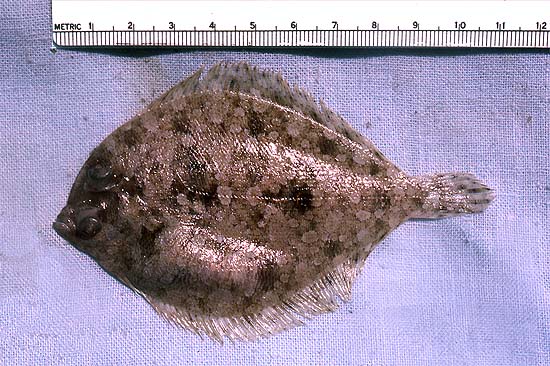 The eyed flounder grows to a maximum total length of 18 cm. Photo © George Burgess