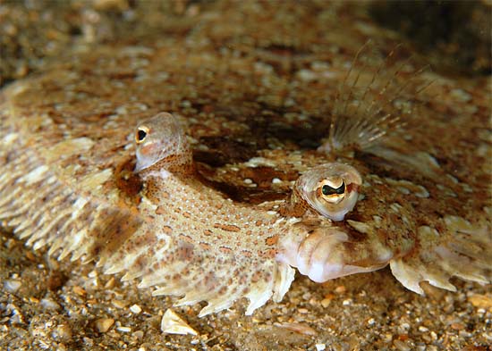 Eyed flounder up close. Photo © Kirk Kilfoyle