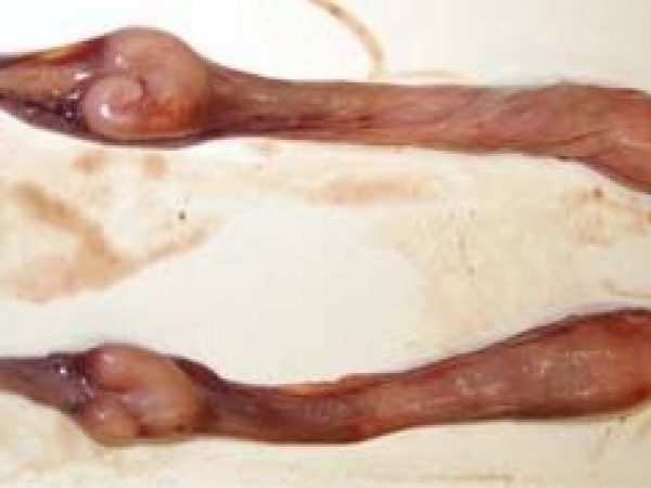 Removed reproductive tract, highlighting the ostium and pairs of oviducts, nidamental glands, and uteri.