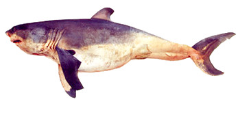 This 1449 mm (4 ft. 9 in.) total length female white shark (Carcharodon carcharias) embryo was one of seven full-term pups found in a 5.36 m (17 ft. 7 in.) pregnant female captured at North Cape, New Zealand, on November 13, 1991. The very distended belly is characteristic of embryonic sharks that engage in oophagy, the practice of eating their mother's eggs while in the uterus.