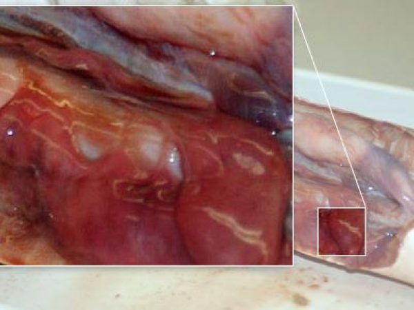 Close up: epigonal tissue.