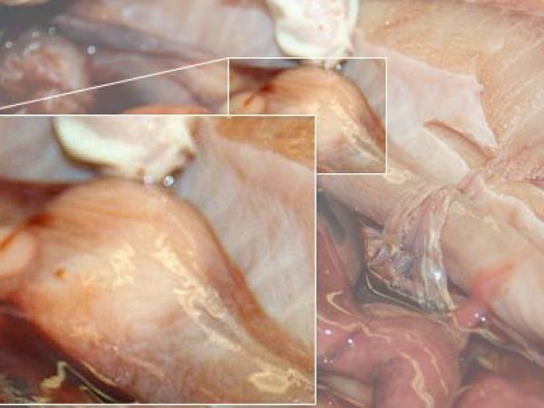 Close up: left nidamental gland.