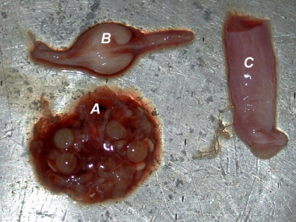 Female reproductive organs of a shark A. ovaries, B. nidamental, C. uterus | © Florida Museum