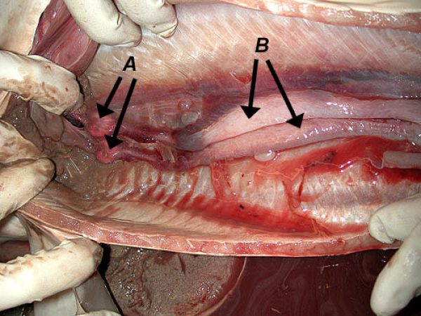 Portions of the reproductive tract from female specimens. A. nidamental, B. uteri | © Florida Museum