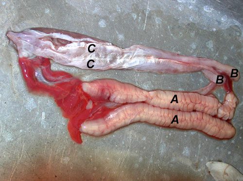 Male reproductive organs of a shark: A. testes, B. epididymis, C. seminal vesicle | © Florida Museum