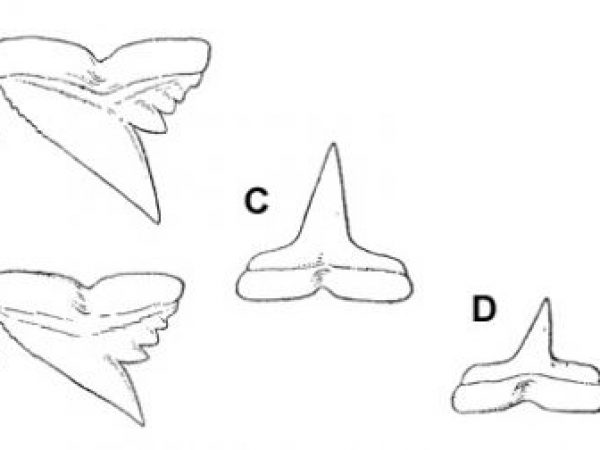 Night shark teeth