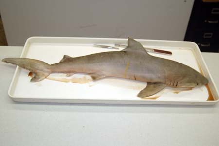 Female blacknose shark (carcharhinus acronotus)