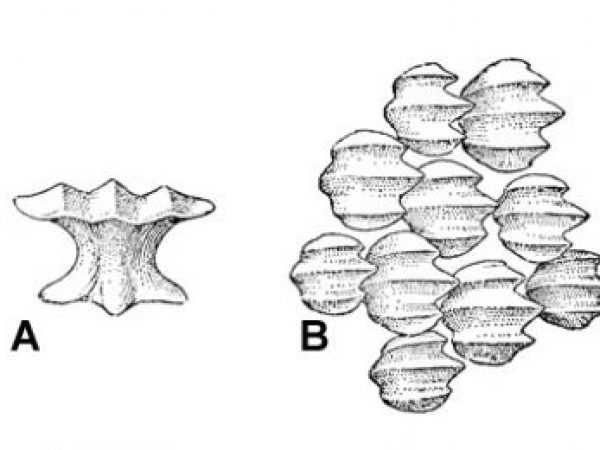 Night shark denticles