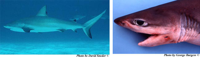 Male shark claspers. Photo © George Burgess