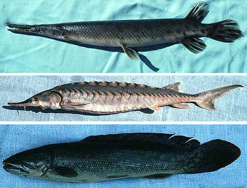 Actinopterygii and contains fish such as (top to bottom) gars, sturgeons, and bowfins. Photos © George Burgess
