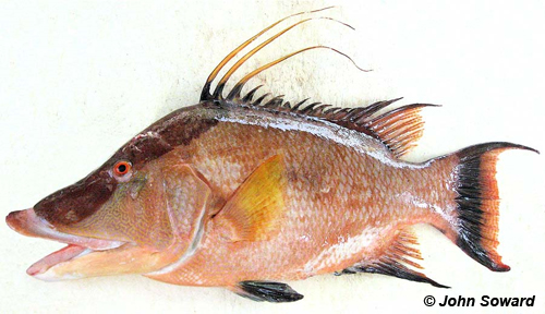 Protrusable example - Labridae (Lachnolaimus maximus) Hogfish