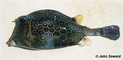 Inferior Example - Ostraciidae (Acanthostracion polygonius) Honeycomb cowfish