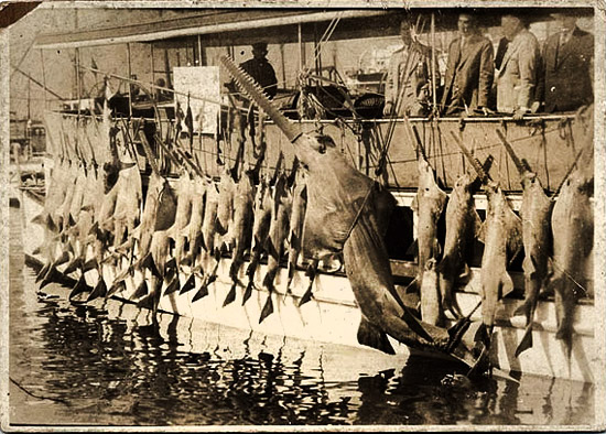 Sawfish reeled into a boat