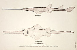 old sawfish sketch