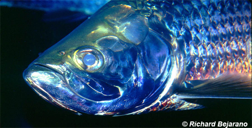 Superior Example - Megalopidae (Megalops atlanticus) Tarpon