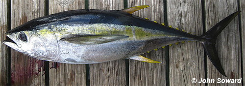 Terminal Example - Scombridae (Thunnus albacares) Yellowfin tuna