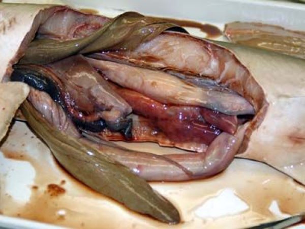 Internal view of the body cavity with digestive organs still present.