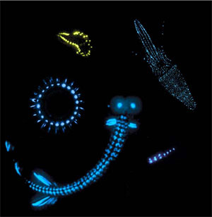 Deep water bioluminescent organisms. Photo courtesy NOAA