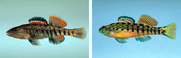 Rainbow darter (left) and Coosa darter (right), family Percidae. Photos © Noel Burkhead