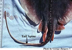 Stingray tail spine. Photo © George Burgess