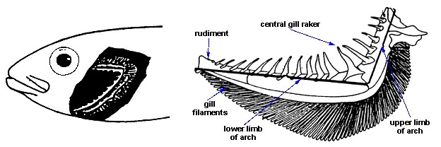 First Gill Arch (left side)