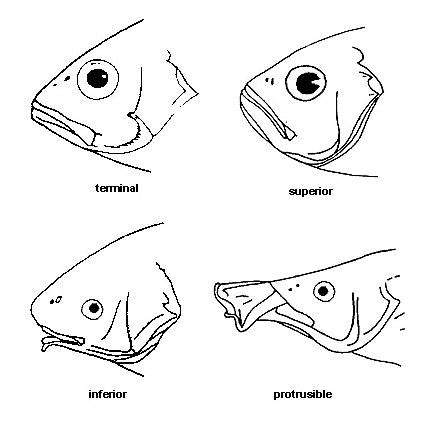 Mouth types