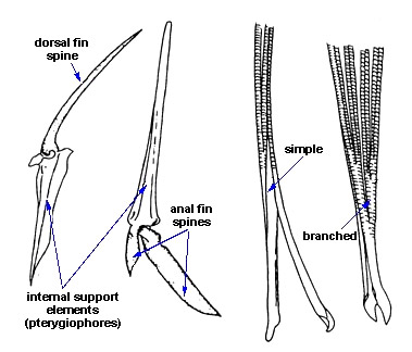 Fin Spines (left) and Soft Finned Rays (right)