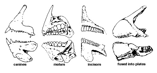 Tooth Types & Tooth Patches of Bony Fishes
