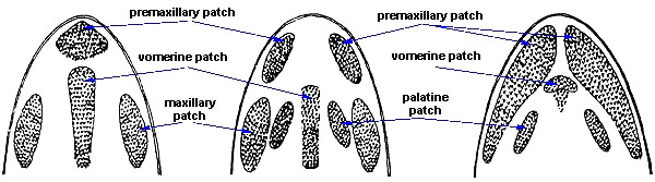 Tooth Patch Types of Bony Fish