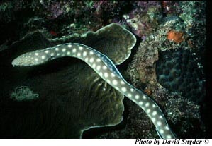 Eels and other snake-like varieties of fish swim by pushing themselves in a wave-like fashion through the water. 