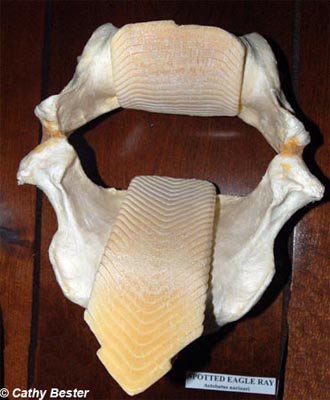 The jaw of a spotted eagle ray