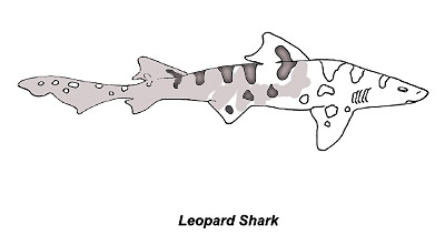 Shark Species Coloring Pages – Discover Fishes