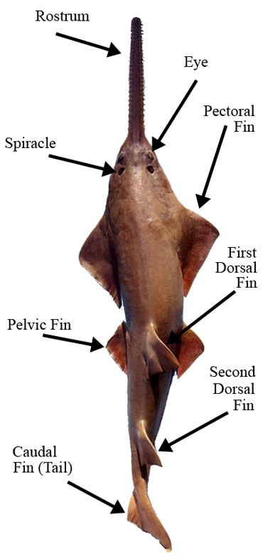 Sawfish anatomy