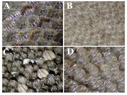 Shark skin samples upclose: A. Spinner shark (Carcharhinus brevipinna), B. Great hammerhead shark (Sphyrna mokarran), C. Tiger shark (Galeocerdo cuvier), D. Sandbar shark (Carcharhinus plumbeus).