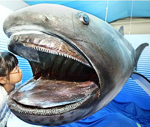 Megamouth shark - Megachasma pelagios — Shark Research Institute
