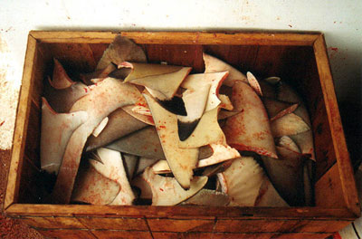 Shark fins. Photo © Tobey Curtis