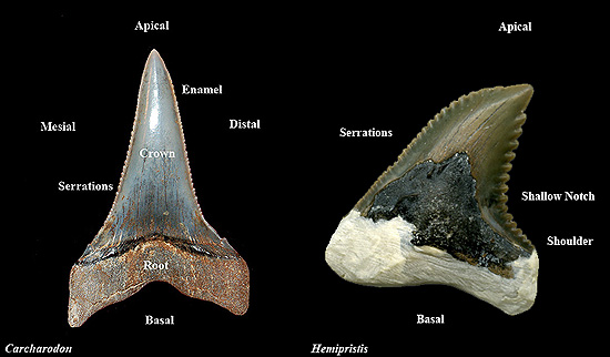 Tooth value megalodon BuriedTreasureFossils: Shark,