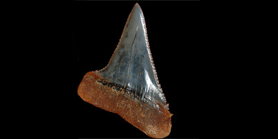 Fossil shark tooth! 1x Dent de requin Fossile TOP QUALITY!! 