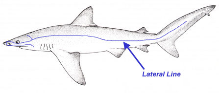 shark lateral line