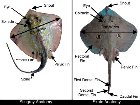 Skate Ray Anatomy Discover Fishes