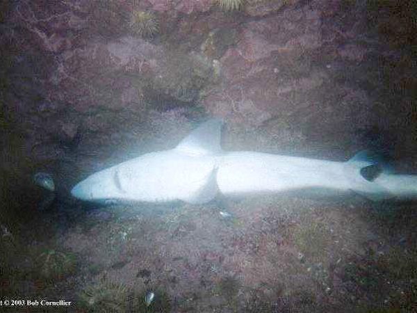 Photo © Bob Cornellier