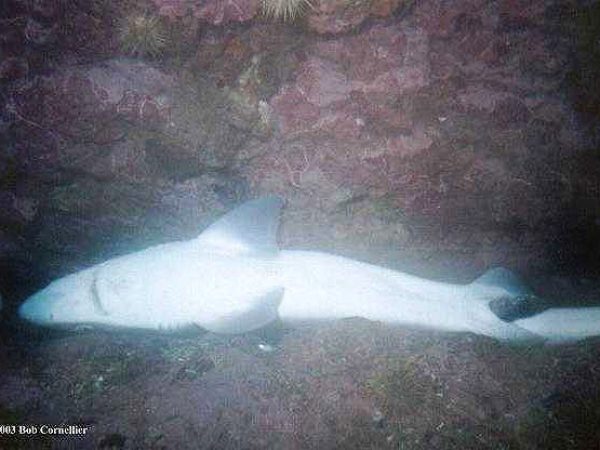 Photo © Bob Cornellier