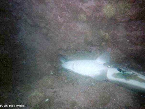 Photo © Bob Cornellier