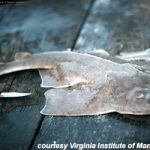 Atlantic Angelshark. Photo courtesy Virginia Institute of Marine Science