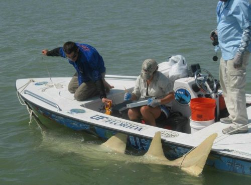 FPSR researchers tagging a smalltooth sawfish in the Florida Everglades. Photo FLMNH