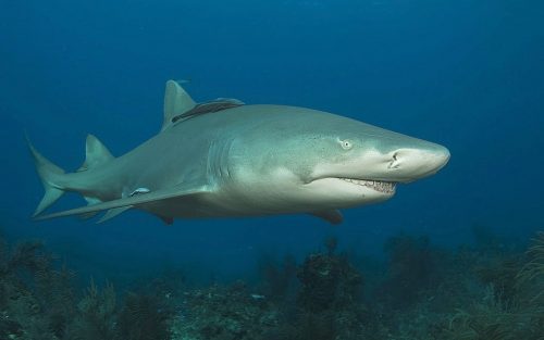 Lemon shark. Photo © Albert Kok, Wiki commons