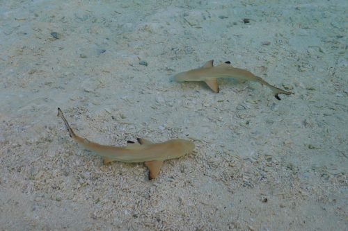 baby black tip reef shark