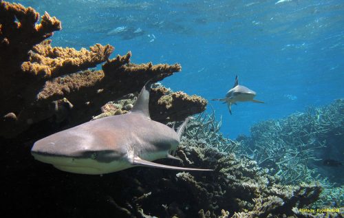 Blacktip reef sharks, Kingman Reef. Photo © USFWS-Pacific Region