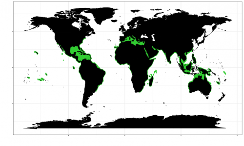 World distribution of the blacktip shark. Map © Chondrichthyan Tree of Life