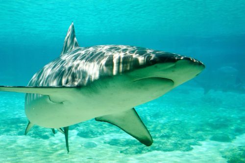 Dusky shark. Photo © Steve Garner Wikicommons